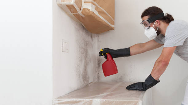 Professional Black Mold Removal technician working in Brighton, MA