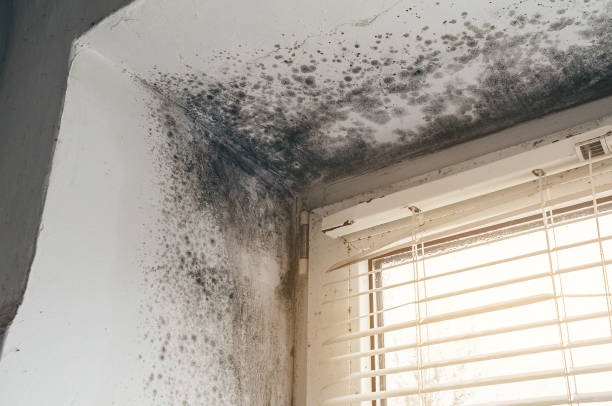 Trusted Black Mold Removal service in Brighton, MA - Cheap Mold Removal